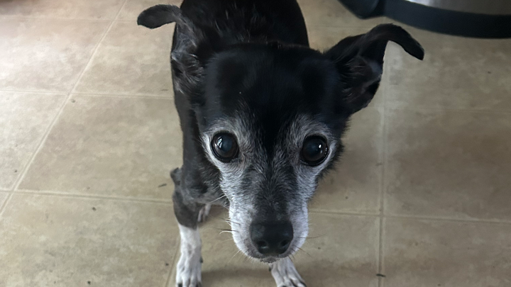 Help me give Toki the memorial he deserves campaign photo, 1 of 3