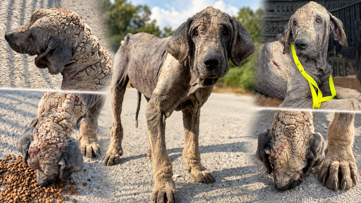 He Has Suffered Enough — Help Us Save Him campaign photo, 1 of 7