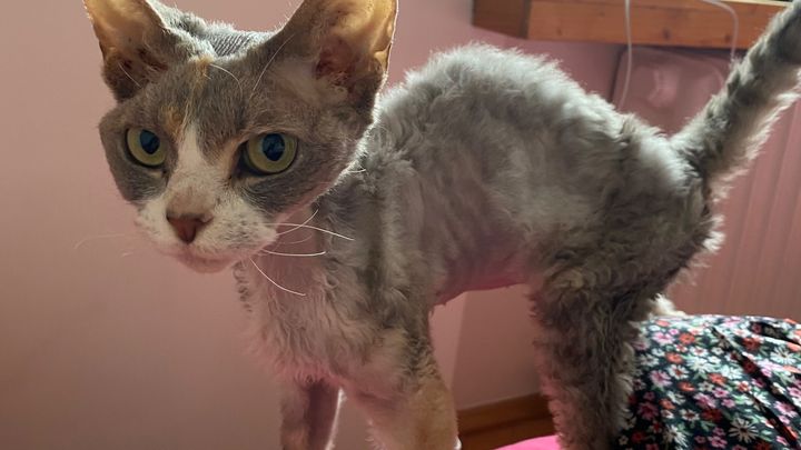 Please Help Save My Devon Rex Sashka campaign photo, 1 of 3
