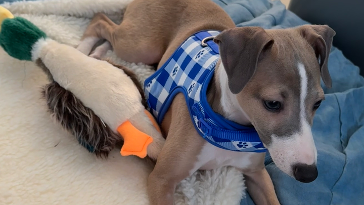 Help Otis Get the Surgery He Needs campaign photo, 1 of 8