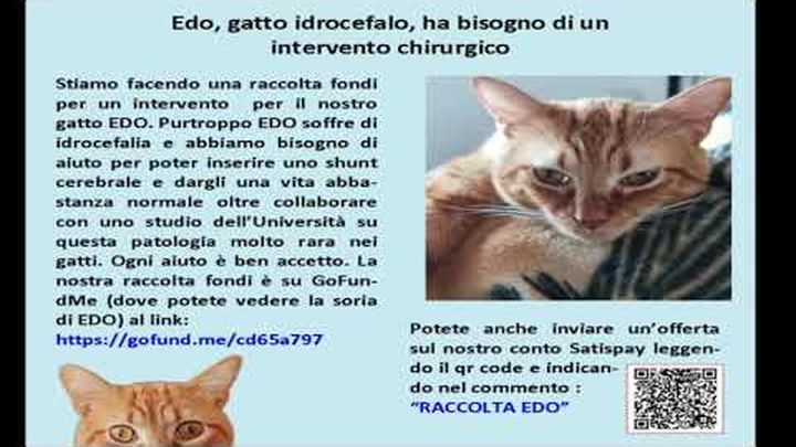 Foto principale della raccolta fondi
