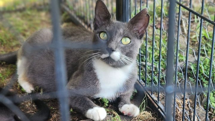 Help me give Sky & 8 other cats a safer future. campaign photo, 1 of 7