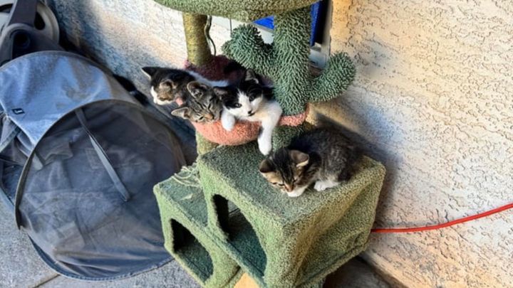 Help Arizona Stray Cats & Kittens Get Care campaign photo, 1 of 8