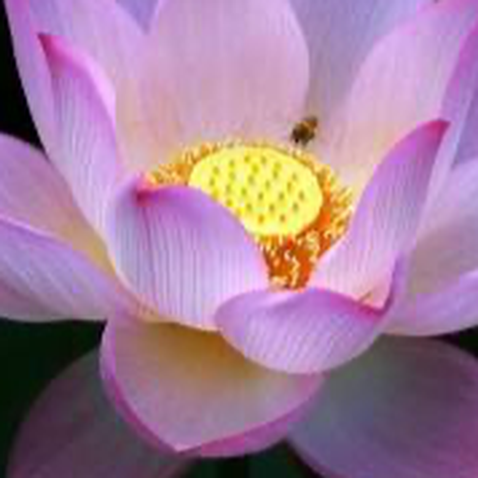 “Ade Beauty for Ashes Foundation — Turning Pain into Purpose