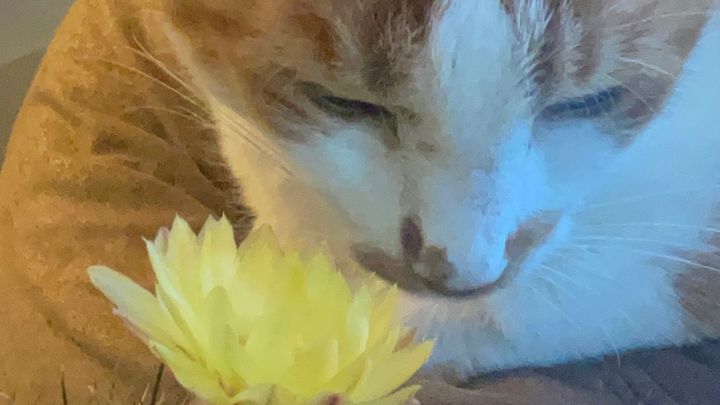 Overwhelmed cat mom-please help save my cat Flan& stay afloa campaign photo, 1 of 8