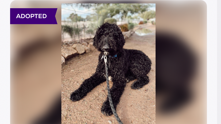 Help Hiccup Get Behavioral Training campaign photo, 1 of 3