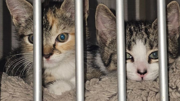 Support Purr Foundation's AC Replacement campaign photo, 1 of 3