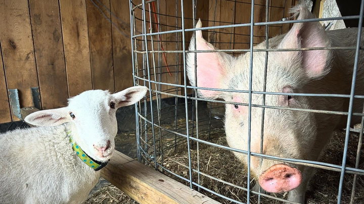 Poore Farm Sanctuary Needs Grass and Cash! campaign photo, 1 of 8