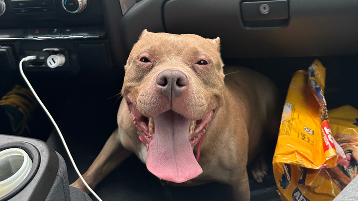 Please Help Save Lexxi: Critical Care After Life-Threatening campaign photo, 1 of 7
