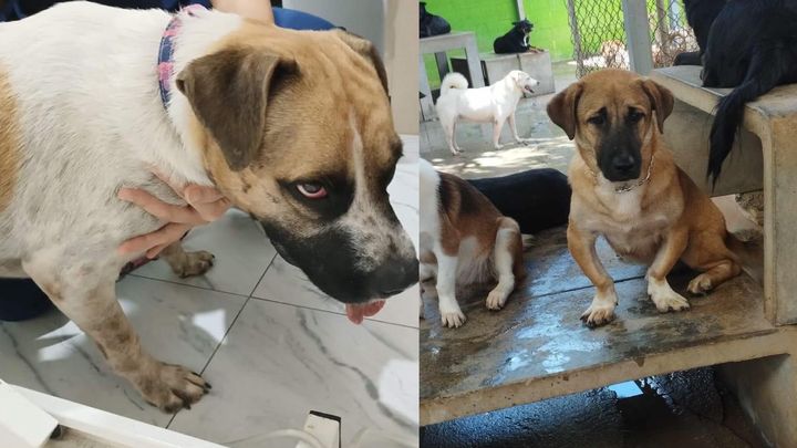 Two Rescue Dogs Fundraiser by Rhianna Lugg : Life-Saving Surgeries for Two Helpless ...