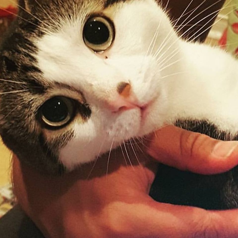 Fundraiser by amer ansari : Help support Princess Twix's recovery