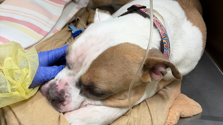 Please help a wonderful vet tech with her own sick Bella campaign photo, 1 of 4