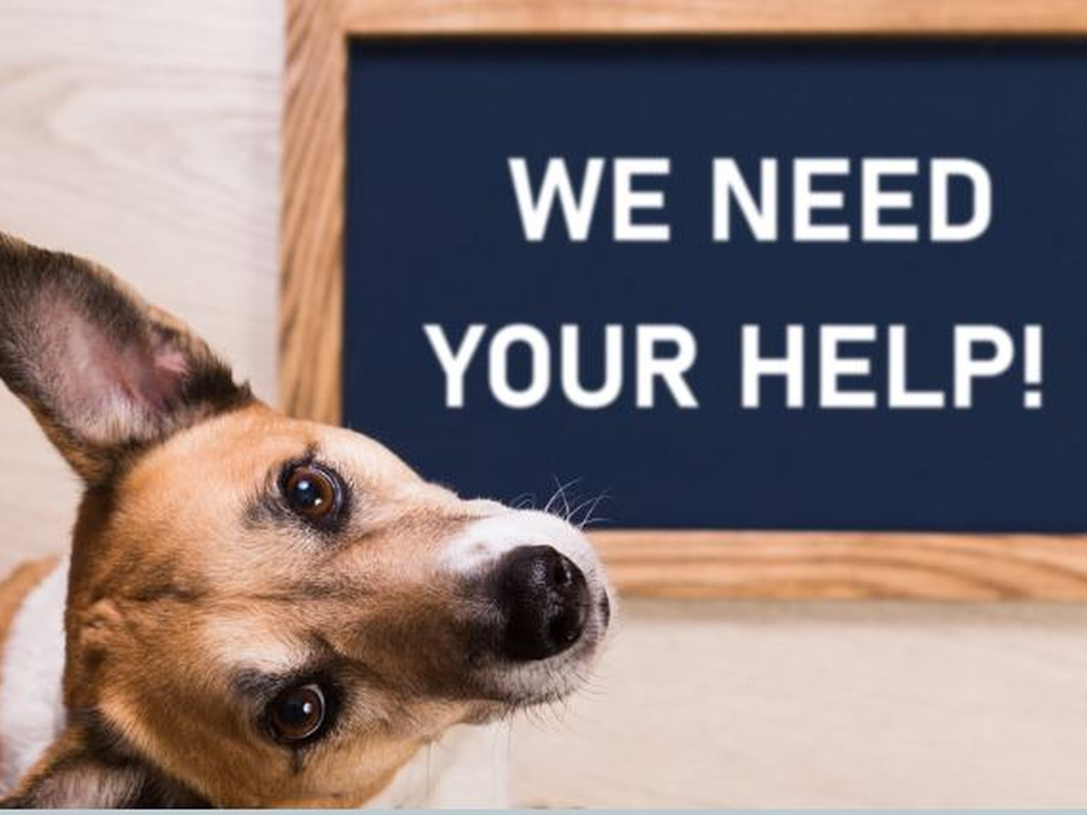 Fundraiser’s main image