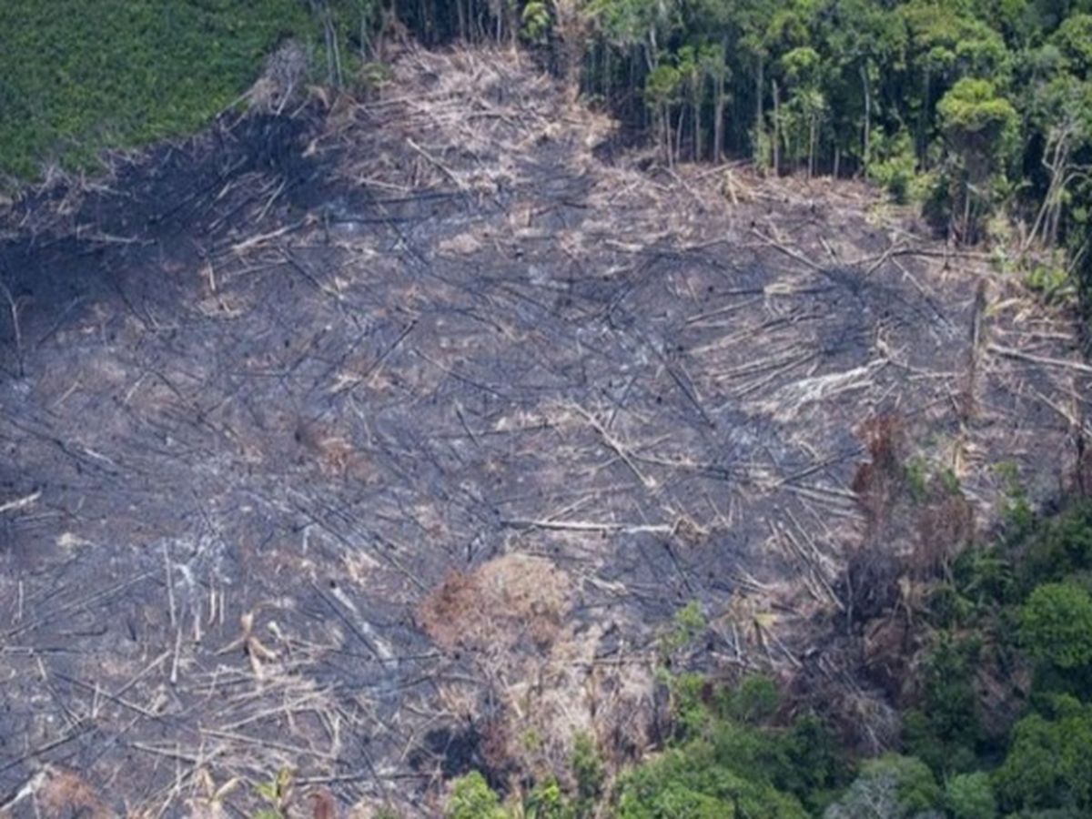 Fundraiser by Mary Simon : Help stop deforestation