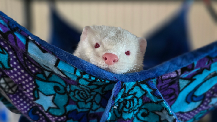 Don’t Let Their Safe Haven Disappear—Save RMMR Today campaign photo, 1 of 3