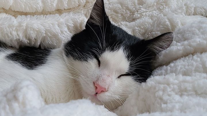 Save Corona: Urgent Vet Care Needed campaign photo, 1 of 2