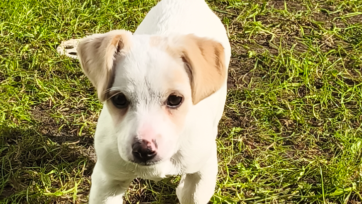 Help dogs in need of a home campaign photo, 1 of 3