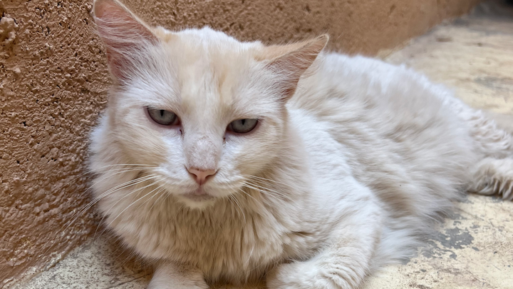 Full Moon Fundraiser for Marrakech Street Cats campaign photo, 1 of 3