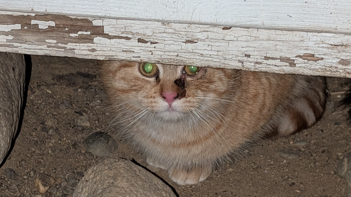 Walker Community Cat Project campaign photo, 1 of 7