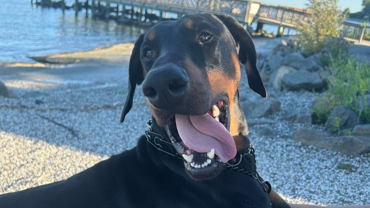 Sonny Survived — Now We Need Help With His Vet Bill campaign photo, 1 of 8