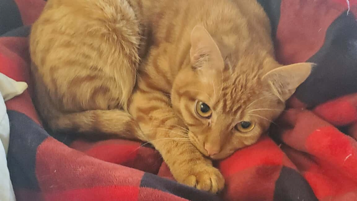 Support Milli's Urgent Surgery campaign photo, 1 of 3