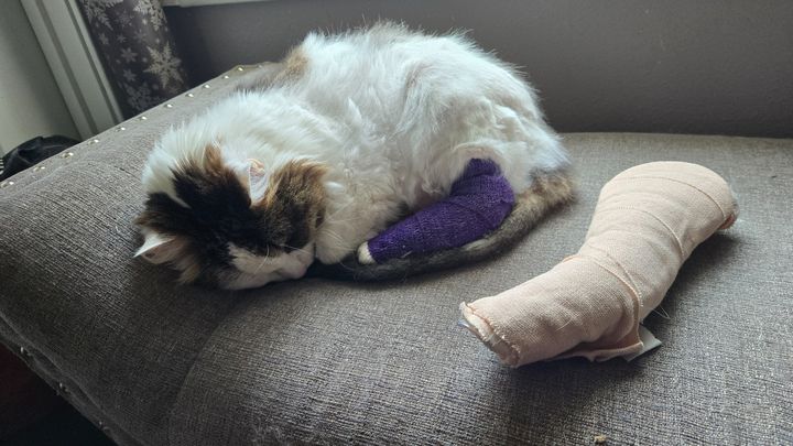 Help Gem Heal After Her Fall campaign photo, 1 of 8