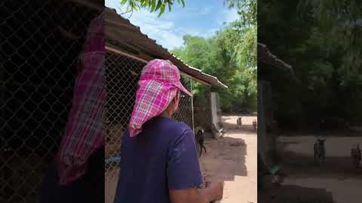 HELP Support "Aunt Khao's" Sanctuary for Rescued Dogs video thumbnail, 1 of 8