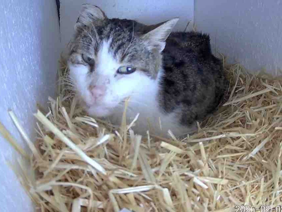 Fundraiser by Taylor Bryan : Help Benji the Stray Cat Get Medical Care