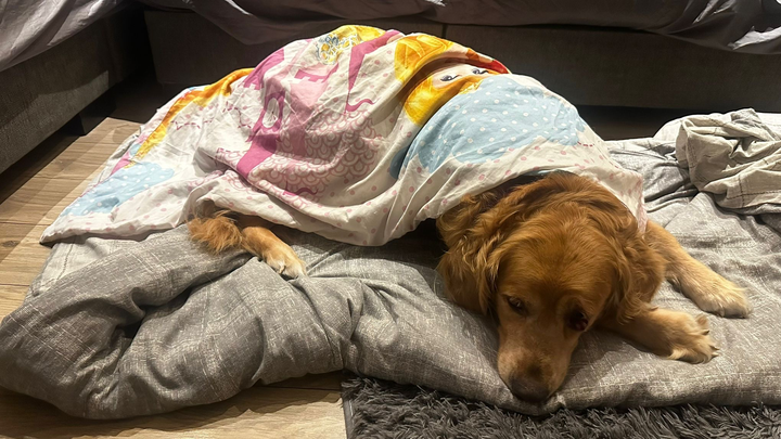 Urgent care needed for Nala my golden retriever campaign photo, 1 of 8