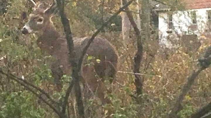 Main fundraiser photo