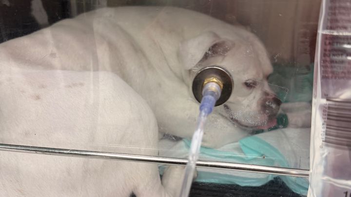 Help Save Snoopy: Emergency Vet Care Needed campaign photo, 1 of 8