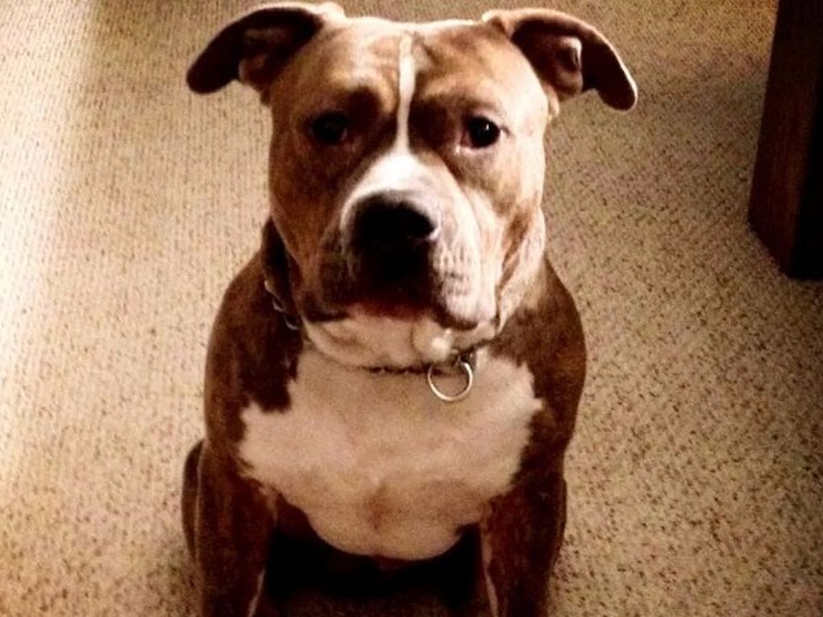 Fundraiser by Maggie Horn : Tyson Needs Back Surgery :(