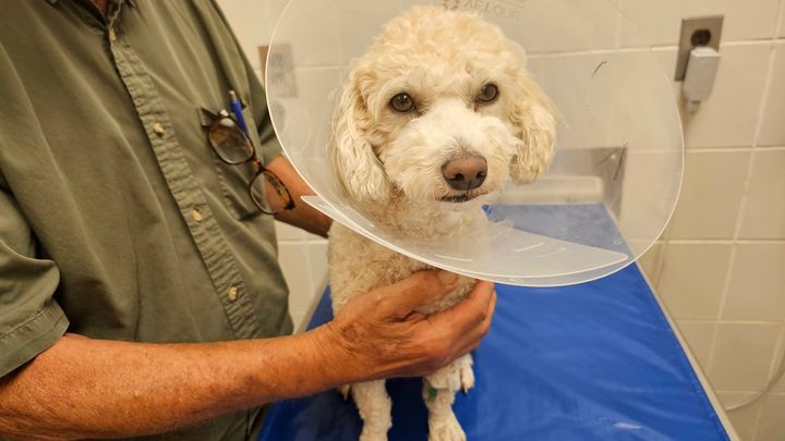 Support Sadie’s Medical Care and Healing campaign photo, 1 of 7