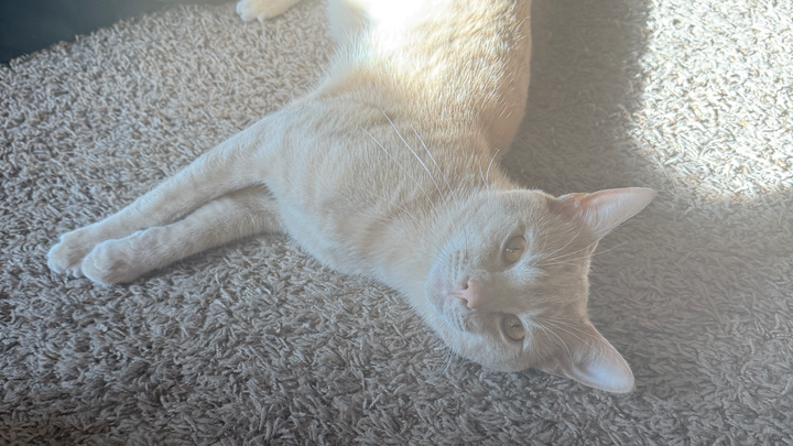 My Only Birthday Wish: Help My Baby Cat Fight Kidney Failure campaign photo, 1 of 7