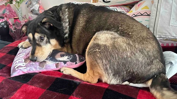 Support Roxy’s Lifelong Medical Needs campaign photo, 1 of 8