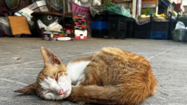 Help the Stray Cats & Dogs of Lesvos, Greece campaign photo, 1 of 8