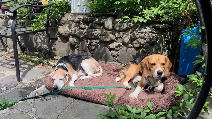 Help Brenda Secure Brewster's Safe Porch campaign photo, 1 of 8