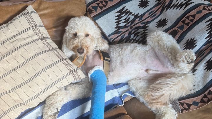 Help Murphee Recover From a Moose Attack Vet Surgery campaign photo, 1 of 8