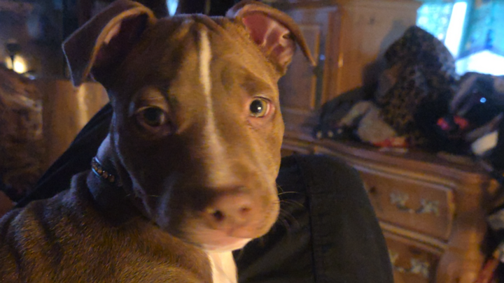 Support Sonya’s Mission to Spay Rescued Dogs campaign photo, 1 of 6