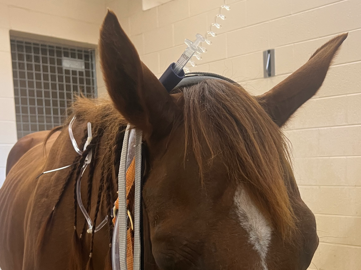 Donate to Save Emilee's Beloved Horse Calie campaign photo, 1 of 6
