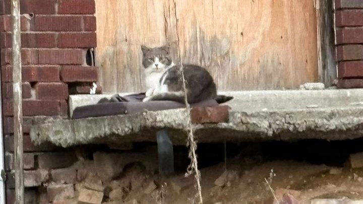 Help Save Detroit's Cats & Dogs campaign photo, 1 of 8