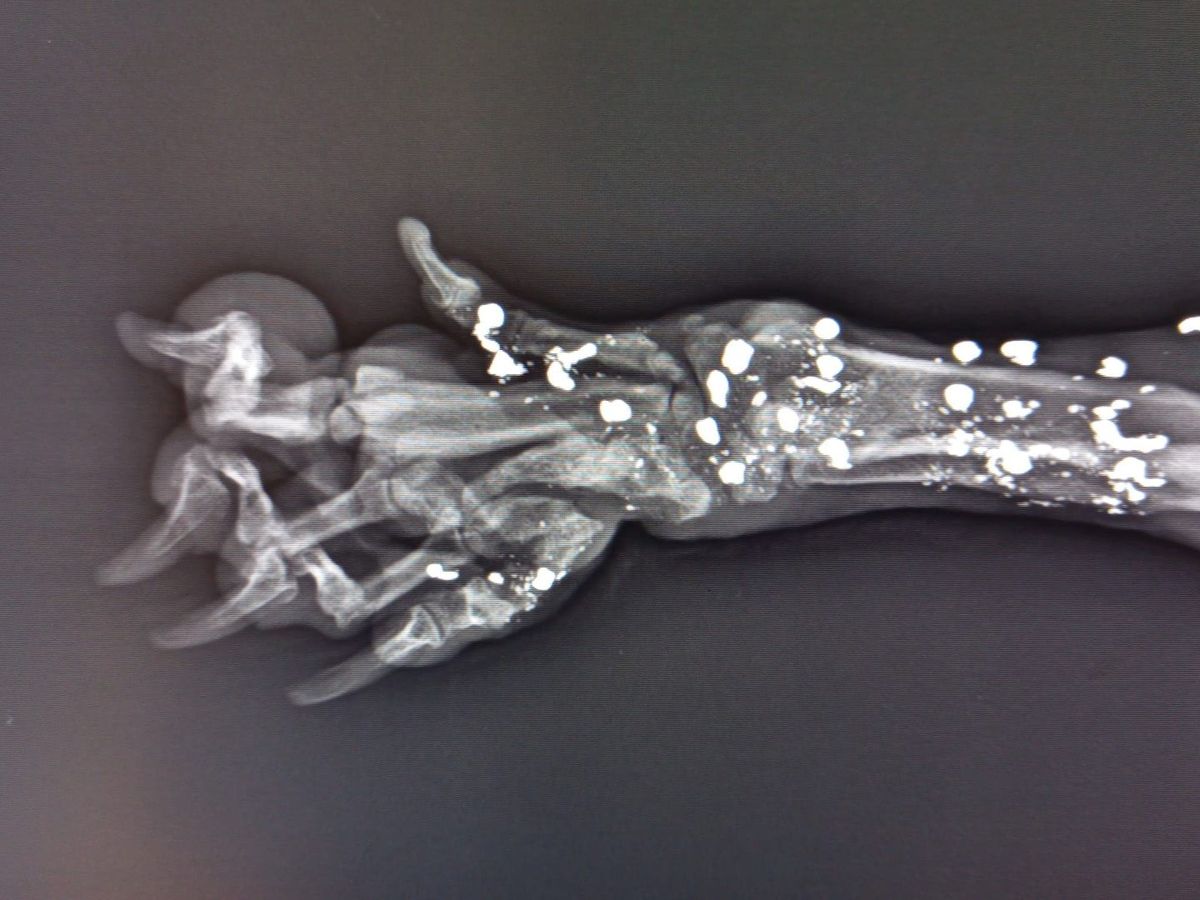 Fundraiser’s main image
