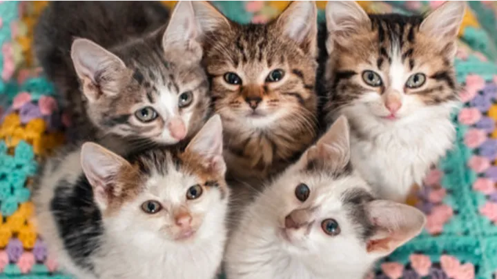 Yuno - Help Kittens - Stripe campaign photo, 1 of 3