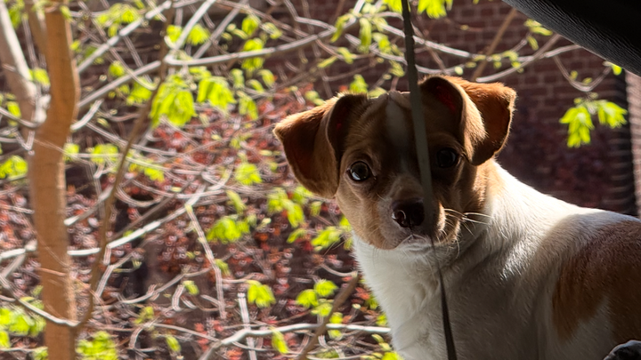 My Best Friend Needs Emergency Surgery to Walk Again