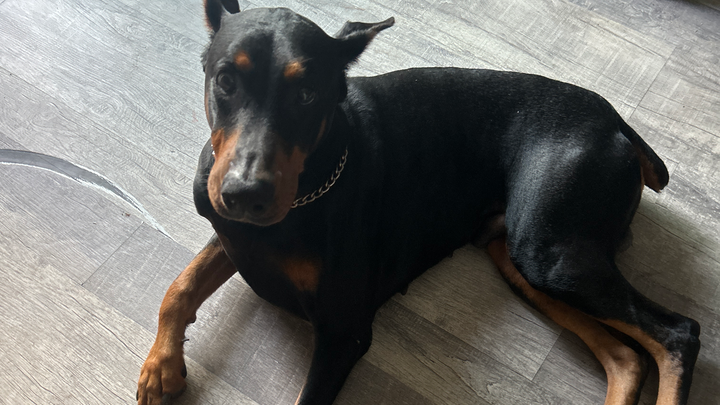 Help Zeus Get Life-Saving Surgery campaign photo, 1 of 6