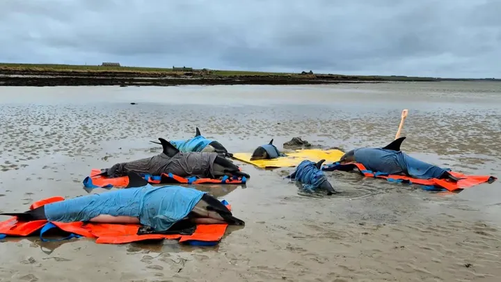 Marine Mammal Rescue Kit for Westray, Orkney campaign photo, 1 of 4