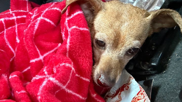 Help Peanut Recover After Being Hit by a Car campaign photo, 1 of 5