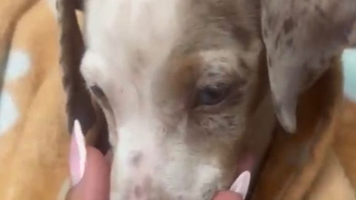 Save a Puppy’s Leg: Urgent Help Needed campaign photo, 1 of 6