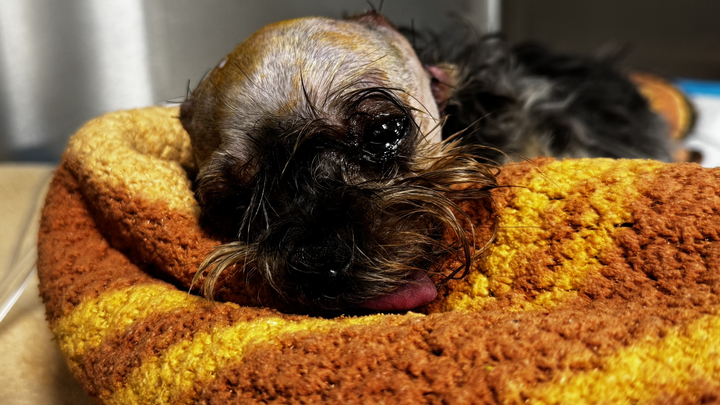 Help Ginger walk again. Help her live campaign photo, 1 of 6