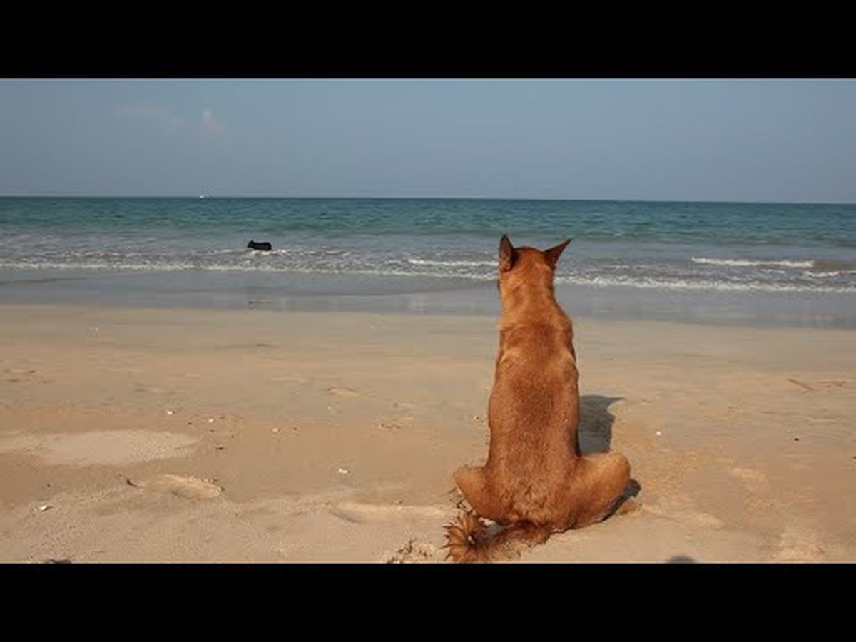 Photo principale de la cagnotte